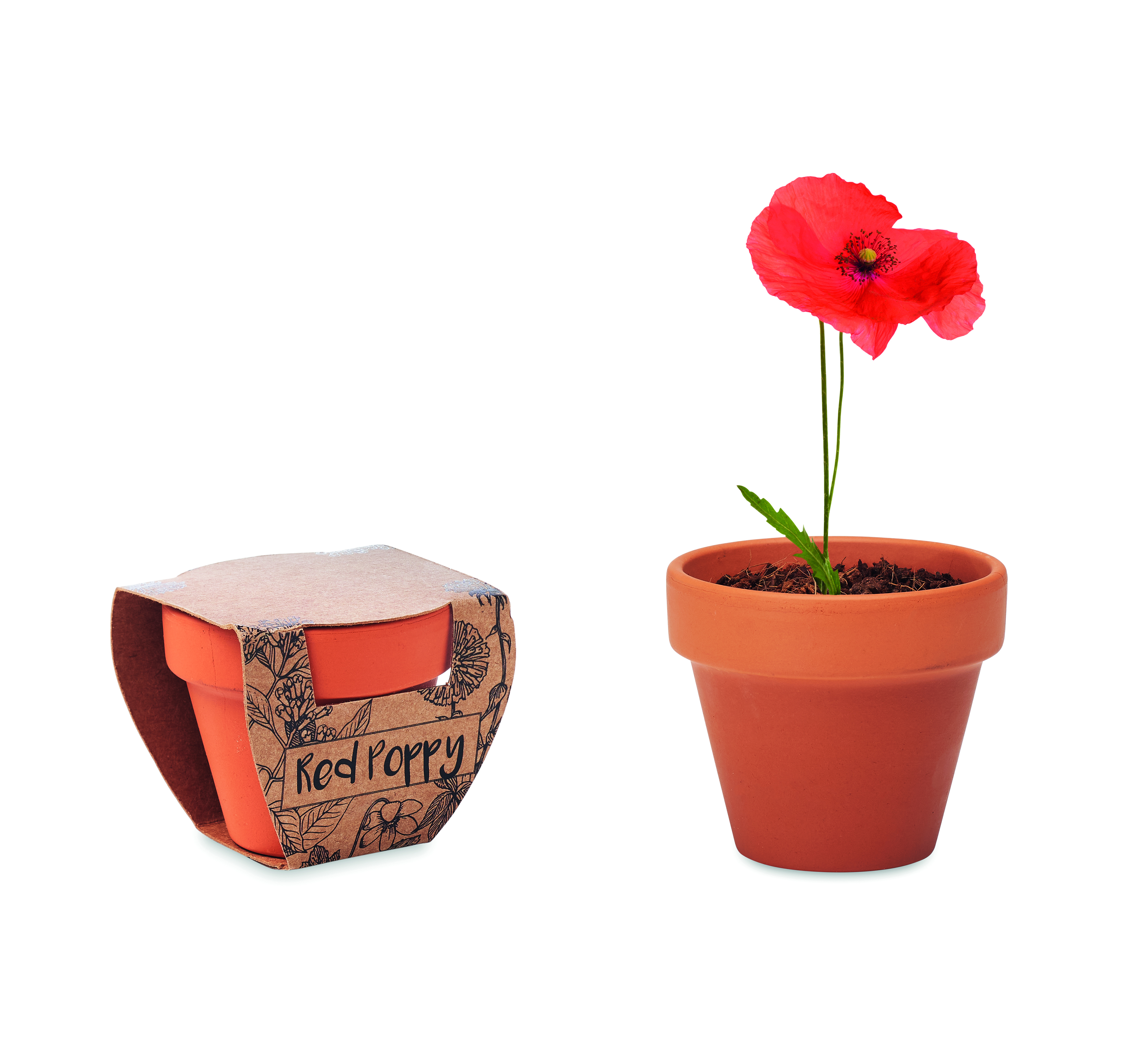 Terracotta-Topf Mohnblume RED POPPY