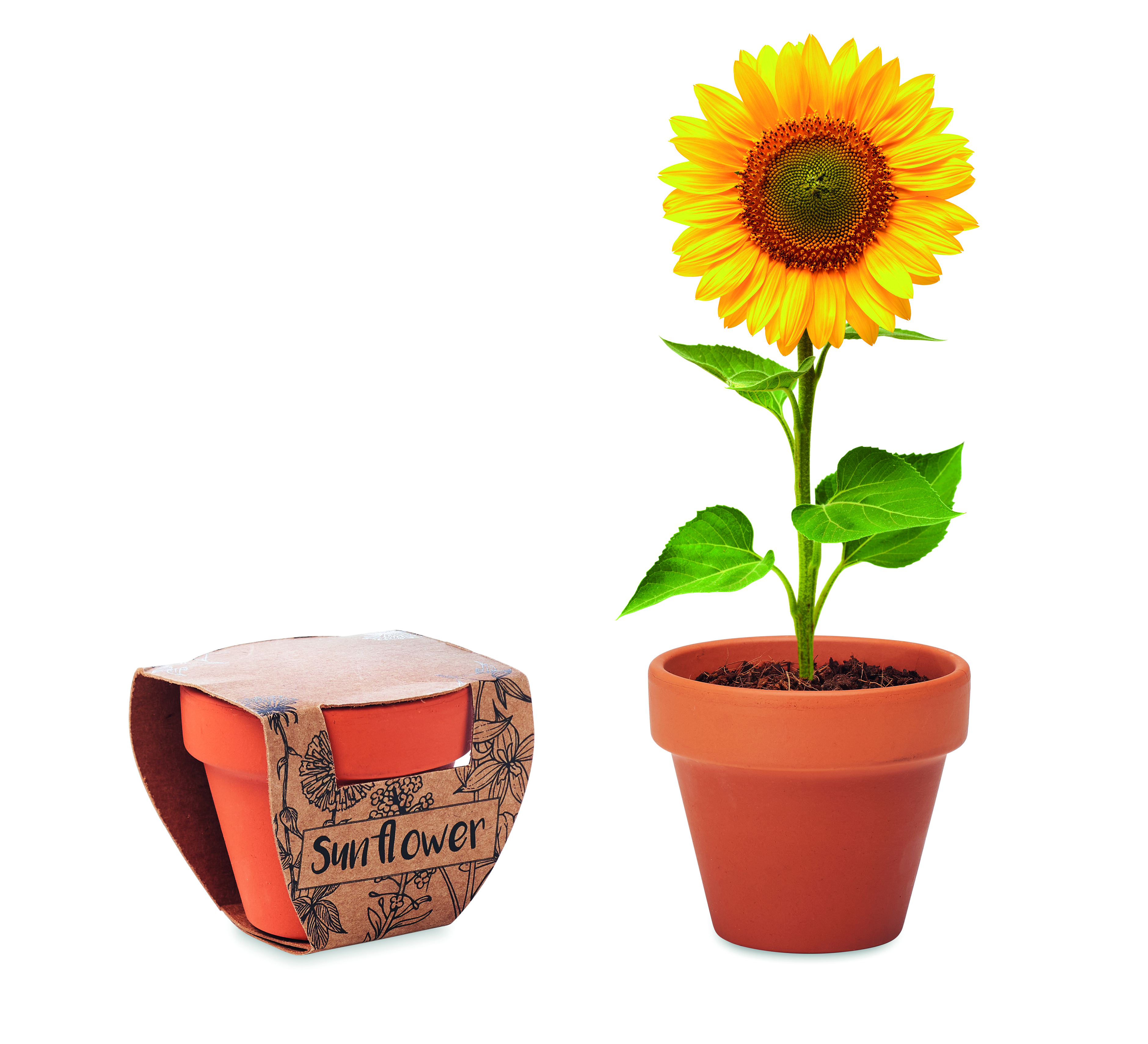 Terracotta-Topf Sonnenblume SUNFLOWER